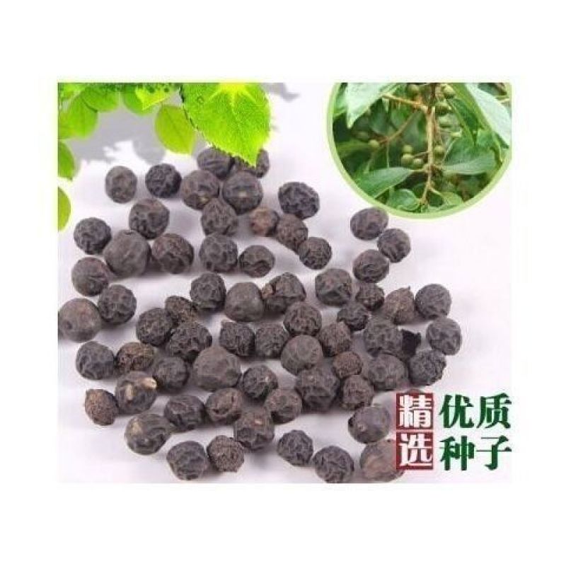 新采小叶朴树种子大叶朴树种子沙朴净种子珊瑚朴红皮