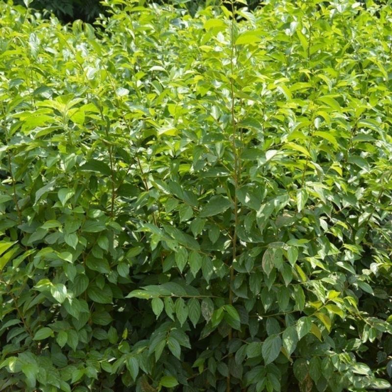 新采小叶朴树种子大叶朴树种子沙朴净种子珊瑚朴红皮