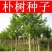 新采小叶朴树种子大叶朴树种子沙朴净种子珊瑚朴红皮