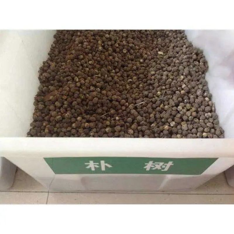 新采小叶朴树种子大叶朴树种子沙朴净种子珊瑚朴红皮