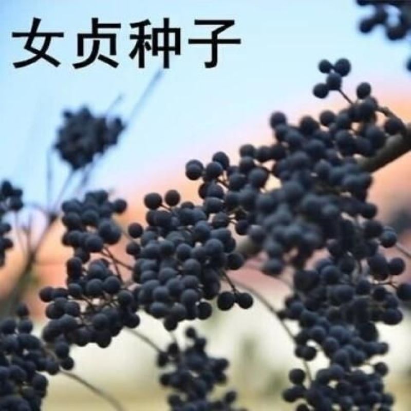 大叶女贞种子高杆女贞树种子香樟树籽四季常青树种子包邮
