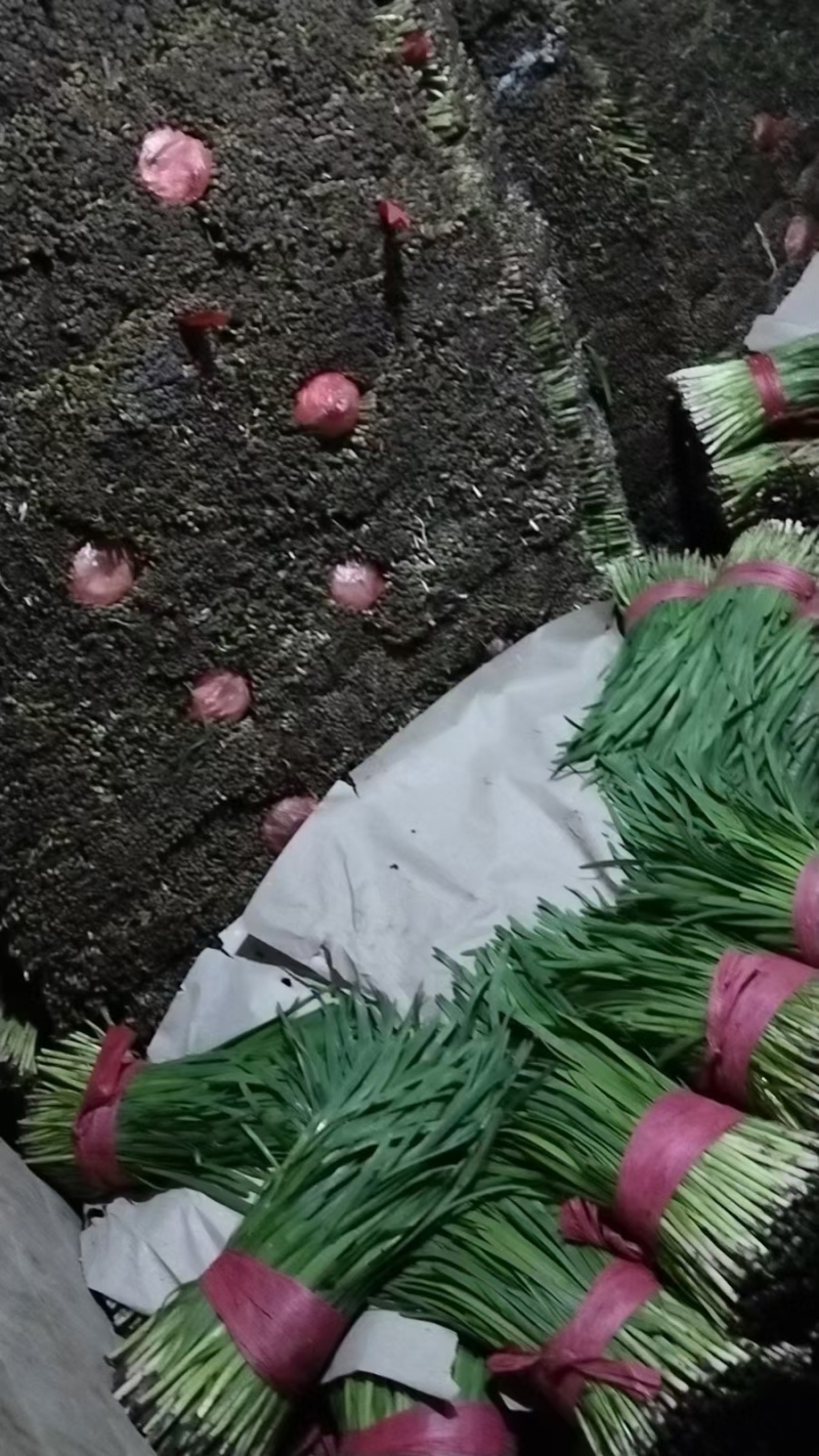 乐亭韭菜，质量非常好，万亩产量，随时装车，天天可以装车