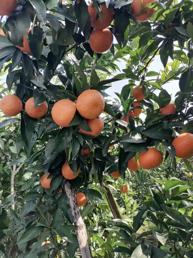广西砂糖橘大量上市一手货源品质保证诚信经营欢迎咨询