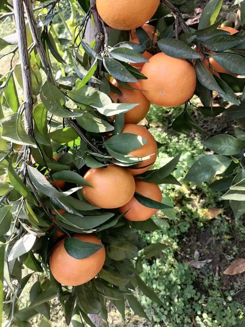 广西砂糖橘大量上市一手货源品质保证诚信经营欢迎咨询
