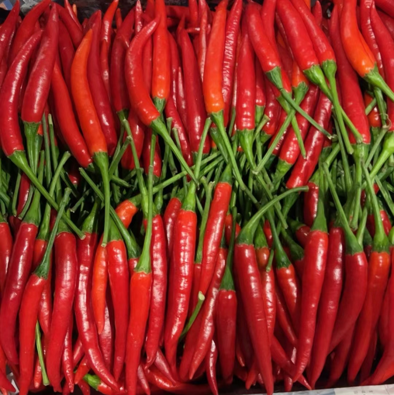 艳红小米椒