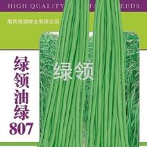 南京绿领种业油绿青豇豆种子油绿807长豆角种子长豇豆