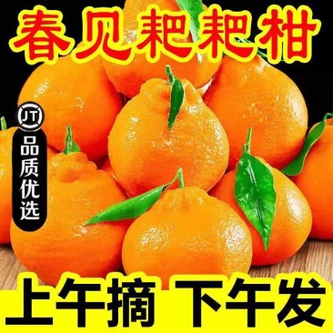 蒲江春见耙耙柑现摘现发一件代发