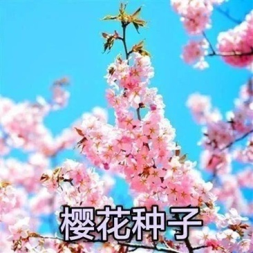花种籽樱花种子开花不断林木种子易种易活四季室外庭院观花盆