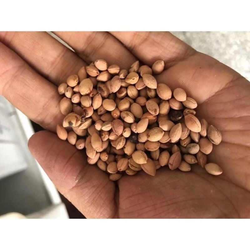 花种籽樱花种子开花不断林木种子易种易活四季室外庭院观花盆