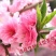 花种籽樱花种子开花不断林木种子易种易活四季室外庭院观花盆