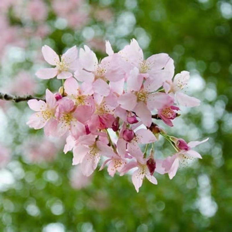 花种籽樱花种子开花不断林木种子易种易活四季室外庭院观花盆