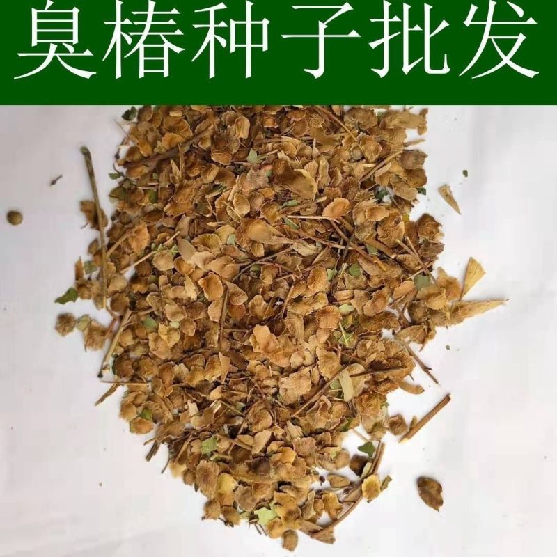 新采臭椿树林木种子红油香椿种子臭椿种子乔木护坡灌木造林树