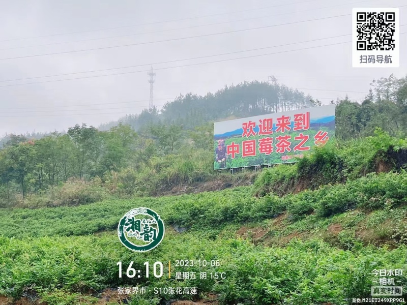 张家界莓茶