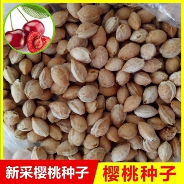 散装樱桃种子山樱桃种子果树种子毛樱桃种子车厘子种子大樱桃