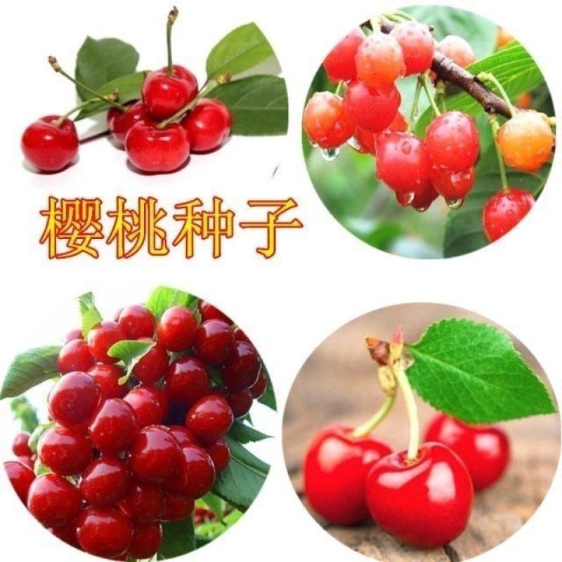 散装樱桃种子山樱桃种子果树种子毛樱桃种子车厘子种子大樱桃