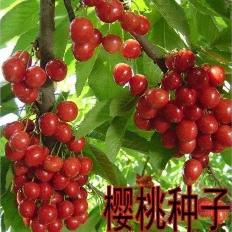 散装樱桃种子山樱桃种子果树种子毛樱桃种子车厘子种子大樱桃