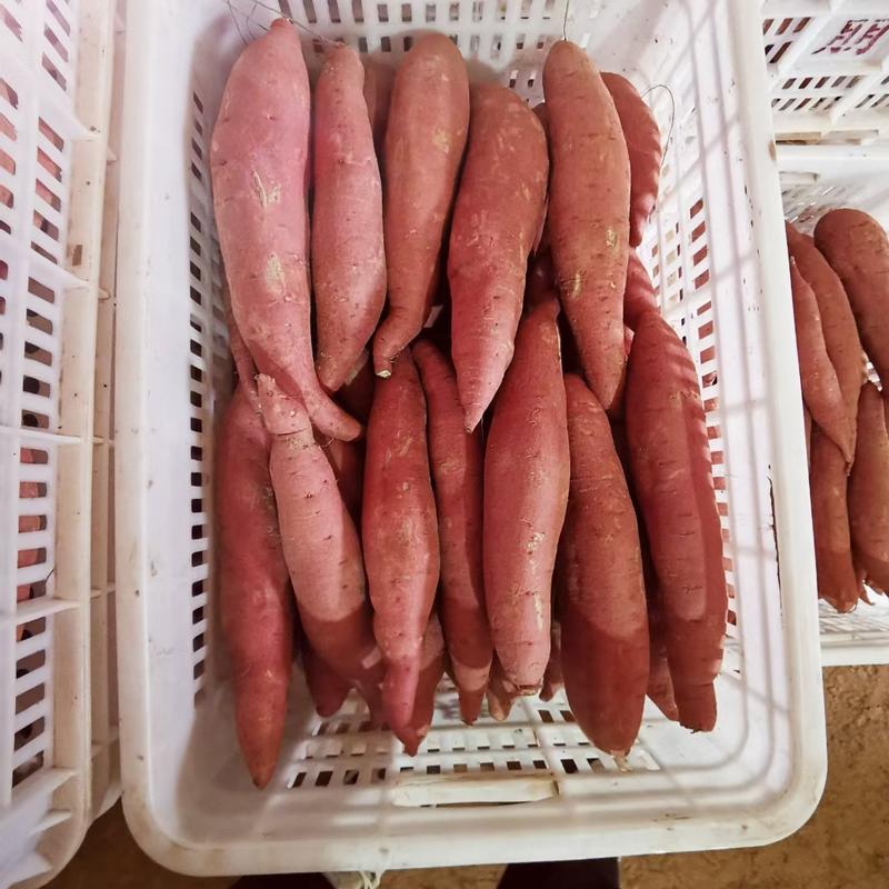 【实力】饶阳西瓜红红薯条形好口感甜保证质量诚信发货
