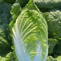 【黄心大白菜】湖北黄心大白菜大量供应无烧心烧边质量精品