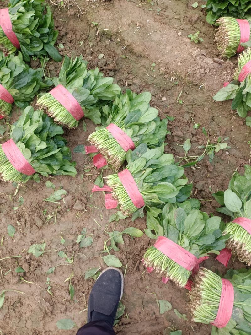 精品菠菜