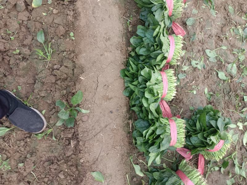 精品菠菜