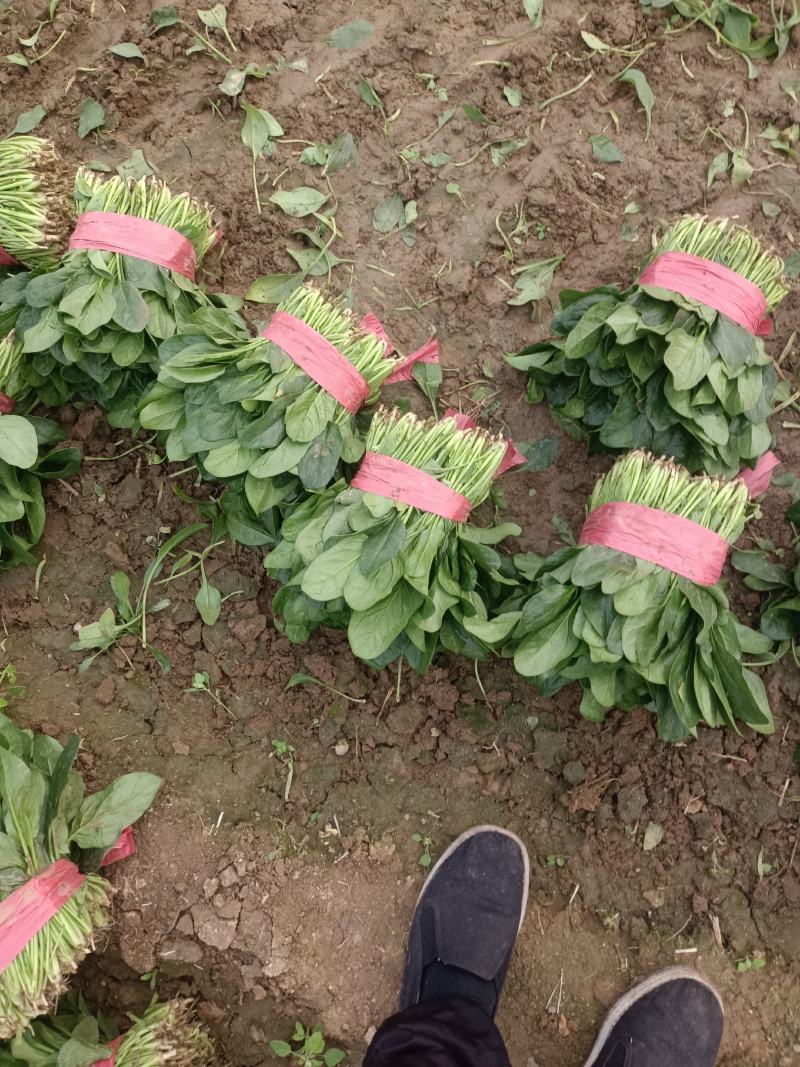 精品菠菜