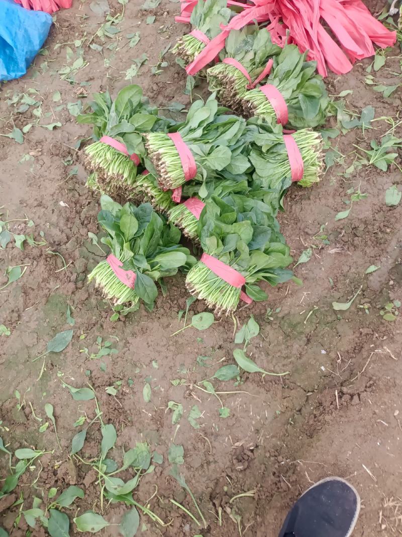 精品菠菜
