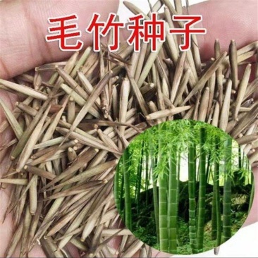 大型毛竹种子四季易播一次种植终身产笋出笋高个头大南北毛竹
