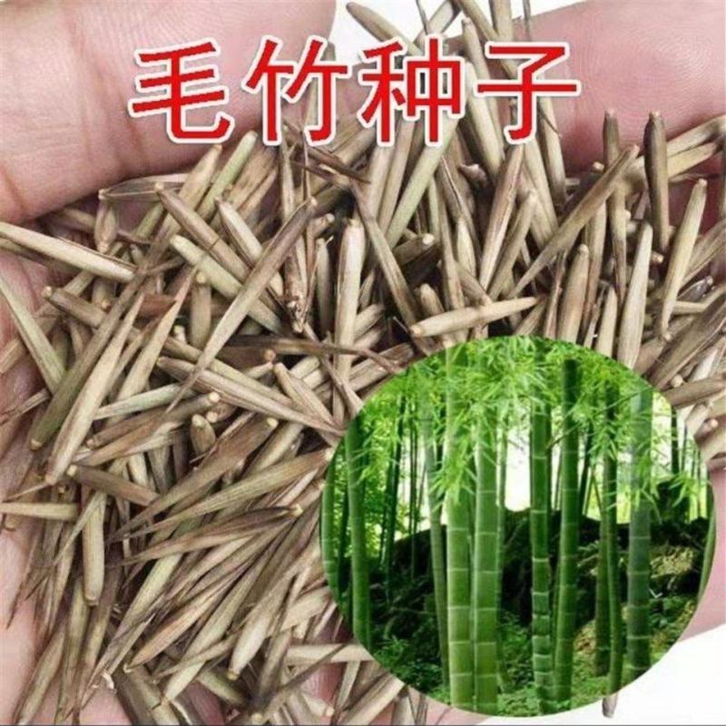 大型毛竹种子四季易播一次种植终身产笋出笋高个头大南北毛竹