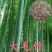 大型毛竹种子四季易播一次种植终身产笋出笋高个头大南北毛竹