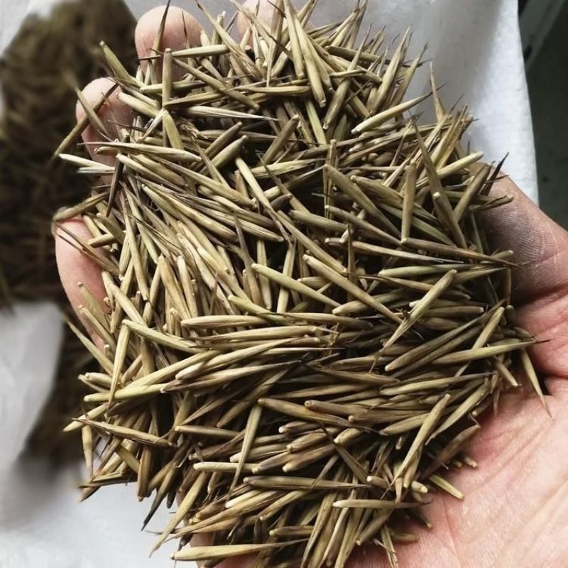 大型毛竹种子四季易播一次种植终身产笋出笋高个头大南北毛竹