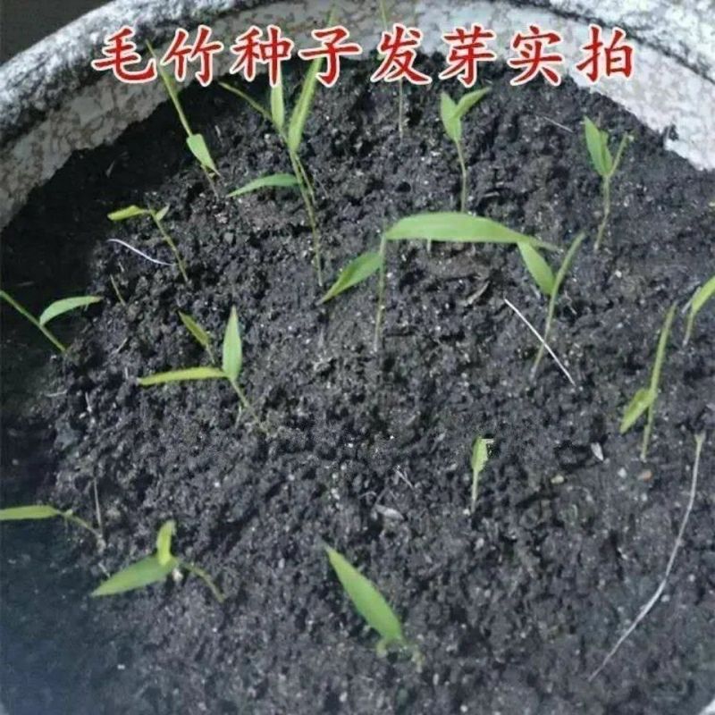 大型毛竹种子四季易播一次种植终身产笋出笋高个头大南北毛竹