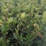 全国包邮大量供应各种规格，优质高产嫁接油茶苗，茶树苗