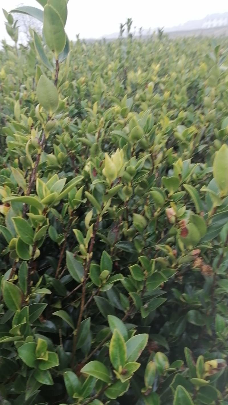 全国包邮大量供应各种规格，优质高产嫁接油茶苗，茶树苗