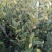 全国包邮大量供应各种规格，优质高产嫁接油茶苗，茶树苗