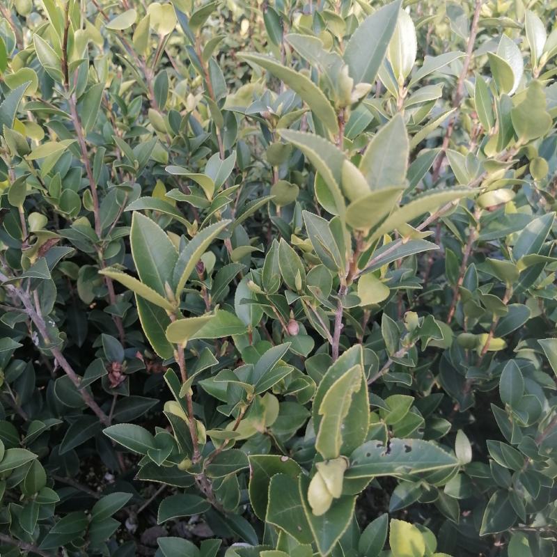 全国包邮大量供应各种规格，优质高产嫁接油茶苗，茶树苗