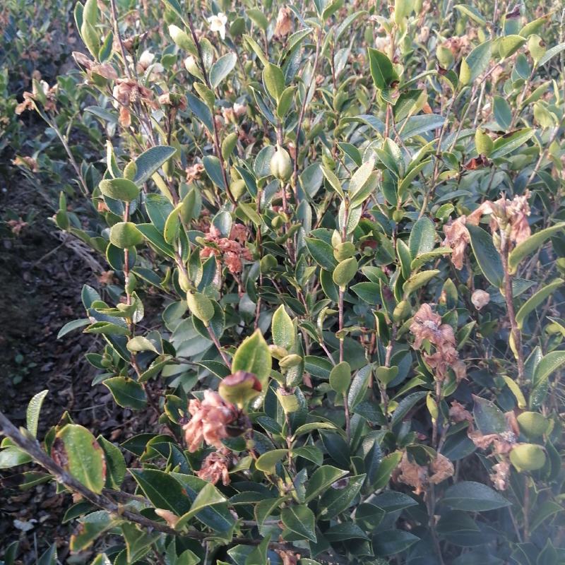 全国包邮大量供应各种规格，优质高产嫁接油茶苗，茶树苗