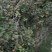 全国包邮大量供应各种规格，优质高产嫁接油茶苗，茶树苗