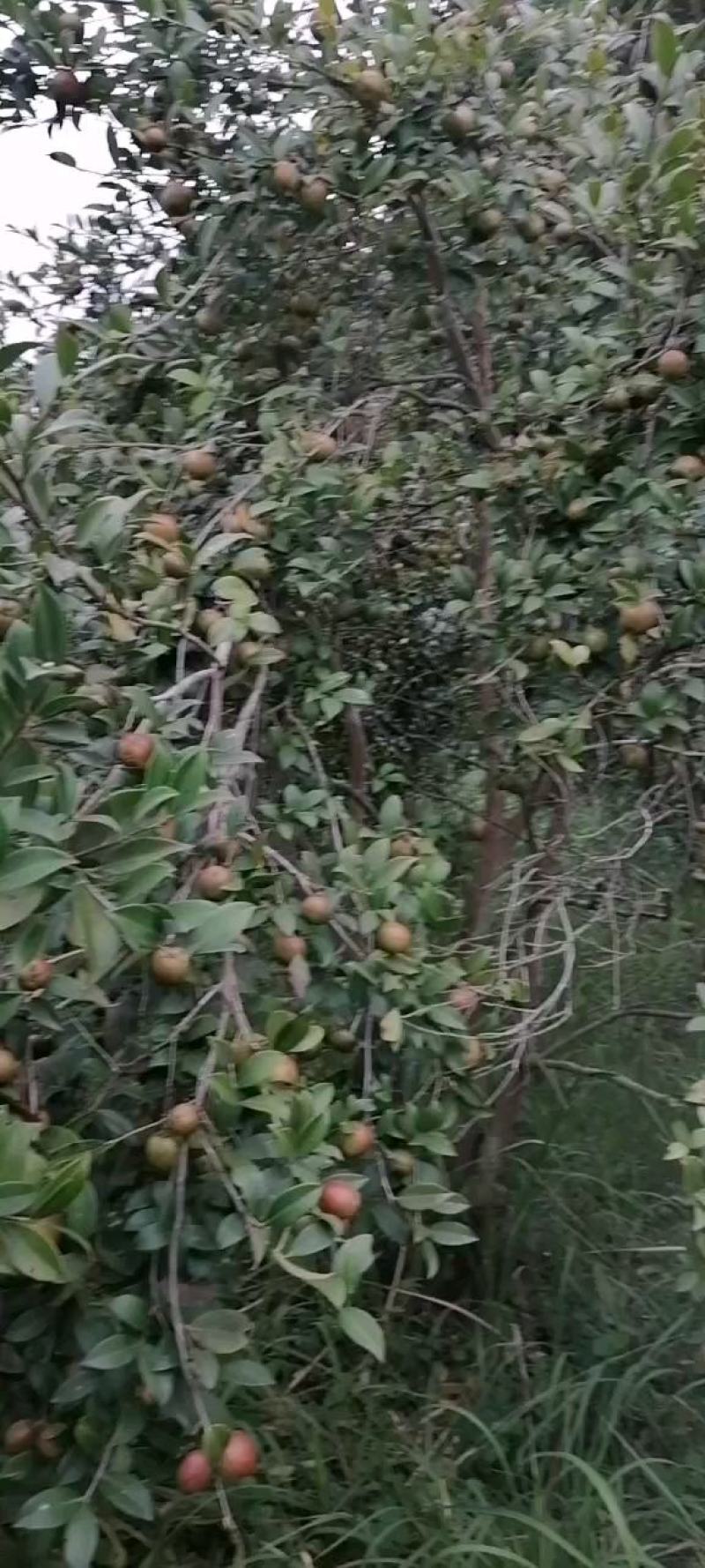全国包邮大量供应各种规格，优质高产嫁接油茶苗，茶树苗