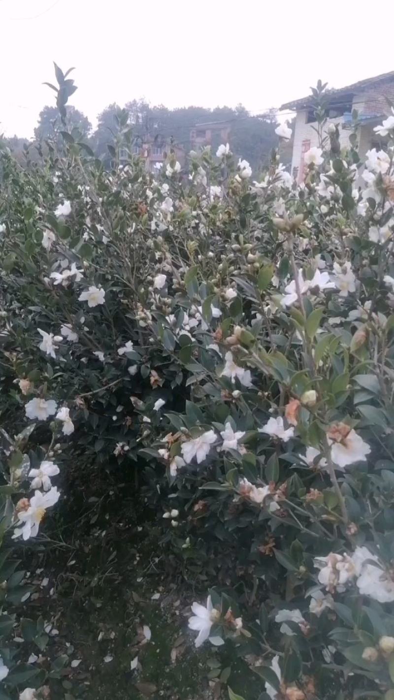全国包邮大量供应各种规格，优质高产嫁接油茶苗，茶树苗