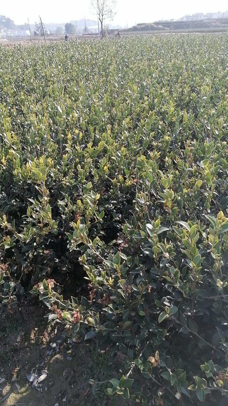 全国包邮大量供应各种规格，优质高产嫁接油茶苗，茶树苗