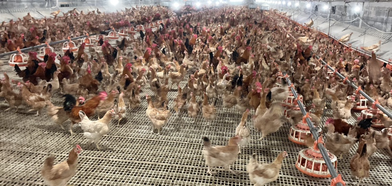 母鸡在鸡舍中抱窝状态