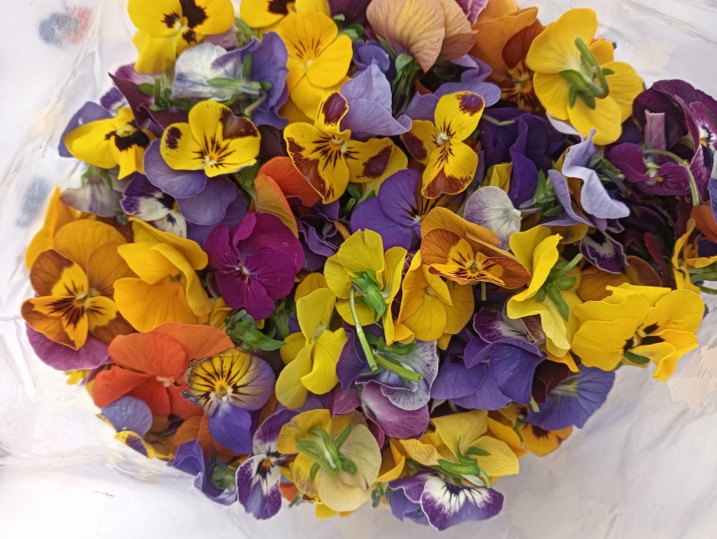 【牛商推荐】三色堇食用花三色花常年有货量大质优长期合作