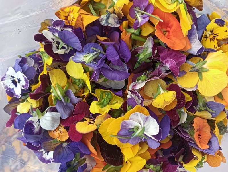 【牛商推荐】三色堇食用花三色花常年有货量大质优长期合作