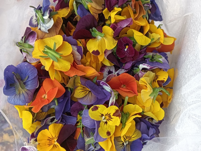 【牛商推荐】三色堇食用花三色花常年有货量大质优长期合作