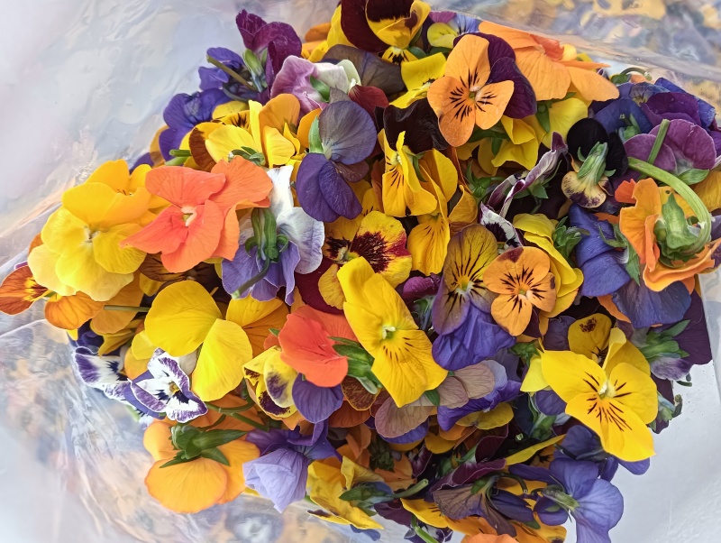 【牛商推荐】三色堇食用花三色花常年有货量大质优长期合作