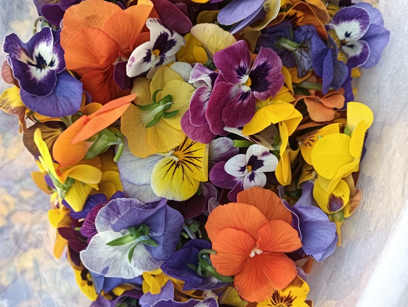 【牛商推荐】三色堇食用花三色花常年有货量大质优长期合作