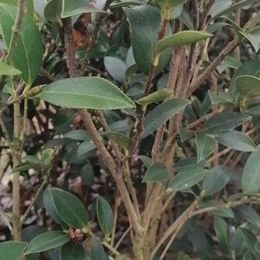 全国包邮大量供应各种规格，优质高产嫁接油茶苗，茶树苗