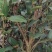 全国包邮大量供应各种规格，优质高产嫁接油茶苗，茶树苗