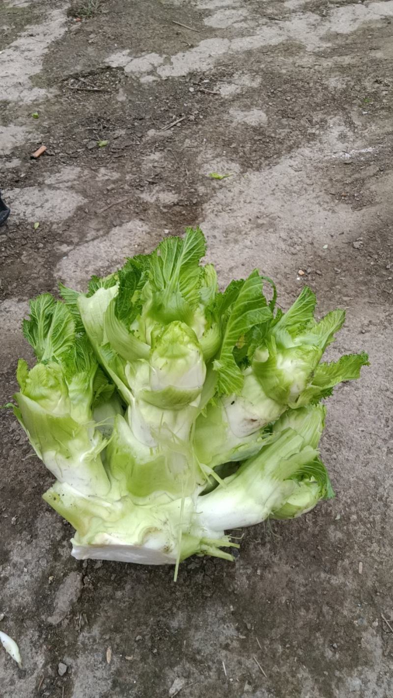儿菜