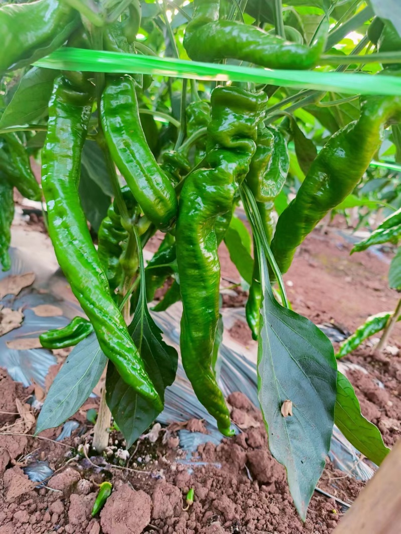 【热卖陇椒】一手货源质量保证产地直发